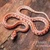 Kornnatter, Pantherophis Guttatus ULTRAMEL TESSERA