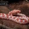 Kornnatter, Pantherophis Guttatus REVERSE OKEETEE
