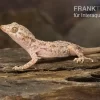 Krokodilgecko, Cyrtopodion Scabrum