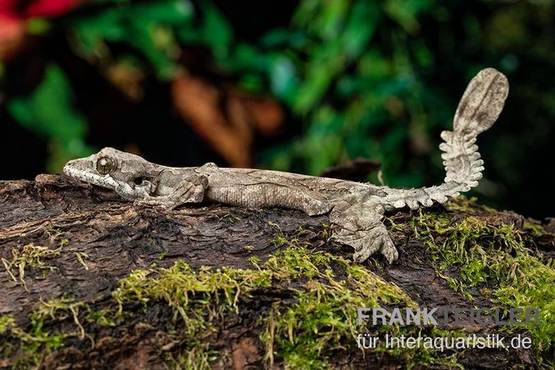 Kuhls-Faltengecko, Ptychozoon Kuhli – Bild 2