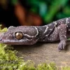 Gebänderter Blattzehengecko, Hemidactylus Fasciatus