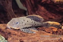 Wels L95 Rotbart-Tannenzapfenwels,Pseudorinelepsis Pellegrini