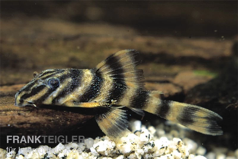 Rio Negro-Tigerharnischwels, L169, LDA1, Panaqolus Sp., 3-4 Cm – Bild 2