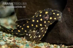 Orinoco-Engelsharnischwels, L201, Hypancistrus Sp.