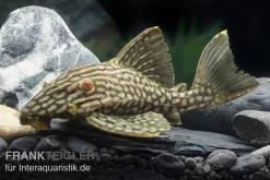 Wels L 330 Panaque Spec