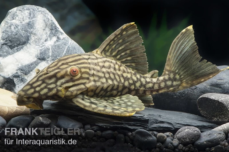 Wels L 330 Panaque Spec