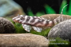 Harnischwels L 450, Hypancistrus Sp. "Santarem"