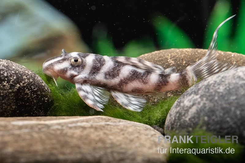 Harnischwels L 450, Hypancistrus Sp. "Santarem"