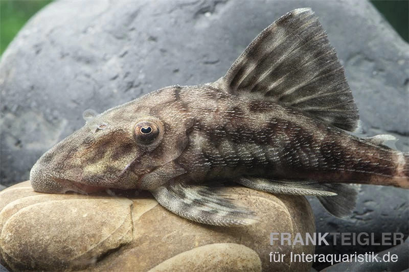 Weißschwanz-Panaque, L90, Panaque Sp. – Bild 3