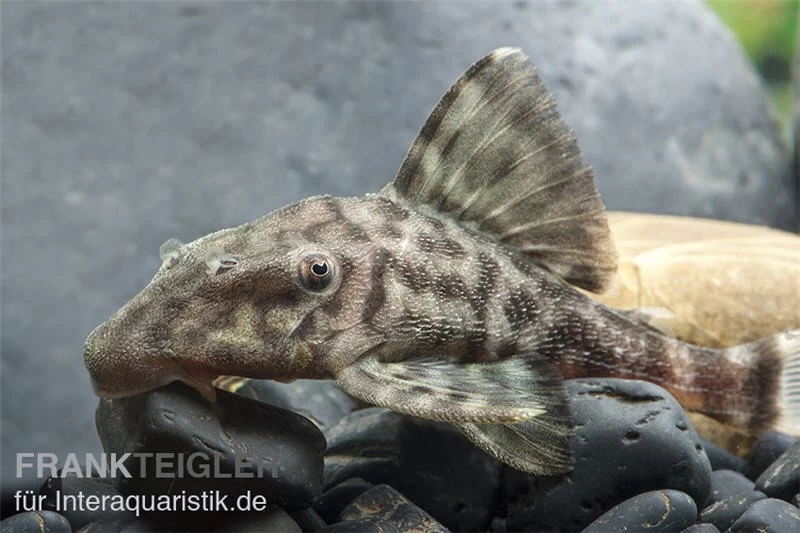 Weißschwanz-Panaque, L90, Panaque Sp. – Bild 2