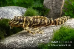 L270 Schokoladen-Zebrawels, Hypancistrus Sp.