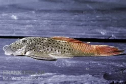 Rotflossen-Gebirgsharnischwels, L276, Chaetsotoma Lineopunctatum