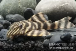 Rio Negro-Tigerharnischwels, L169, LDA1, Panaqolus Sp., 3-4 Cm
