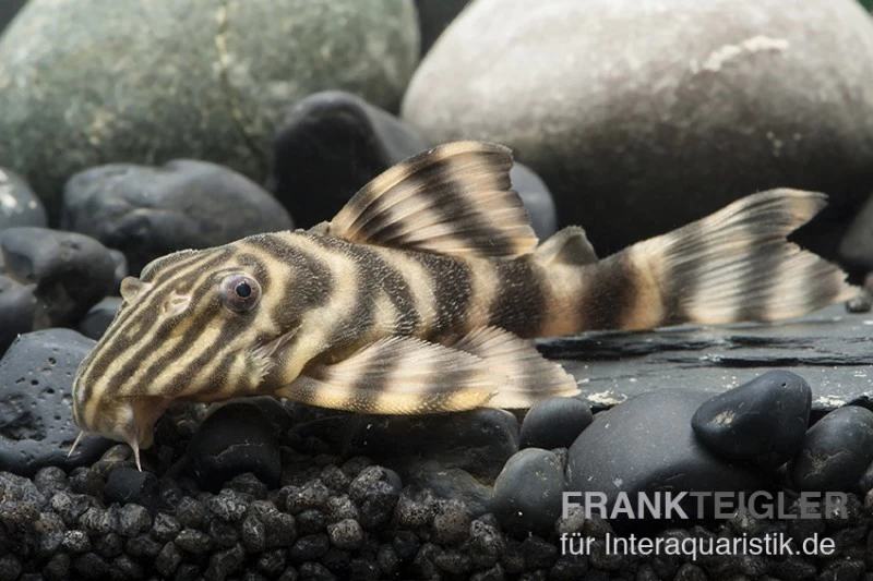 Rio Negro-Tigerharnischwels, L169, LDA1, Panaqolus Sp., 3-4 Cm
