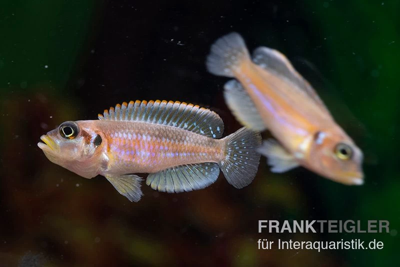 Schneckenbuntbarsch Silver Tip, Lamprologus Ocellatus Silver Tip, DNZ – Bild 2
