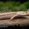 Lapradei-Flösselhecht, Polypterus Lapradei, 20-30 Cm