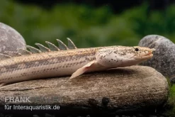 Lapradei-Flösselhecht, Polypterus Lapradei, 20-30 Cm