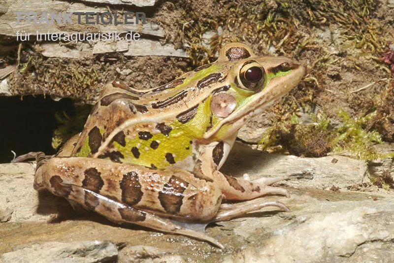 Leopardfrosch, Rana Pipiens – Bild 2