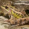 Leopardfrosch, Rana Pipiens