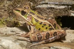 Leopardfrosch, Rana Pipiens