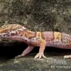 Leopardgecko, Eublepharis Macularius, TREMPER ALBINO