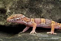Leopardgecko, Eublepharis Macularius, TREMPER ALBINO