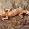 Leopardgecko, Eublepharis Macularius, APTOR