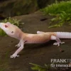 Leopardgecko, Eublepharis Macularius, BELL ALBINO