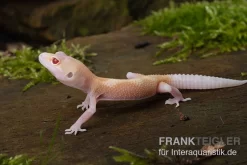 Leopardgecko, Eublepharis Macularius, BELL ALBINO
