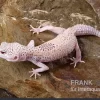 Leopardgecko, Eublepharis Macularius, BELL ALBINO ENIGMA