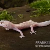 Leopardgecko, Eublepharis Macularius, BELL ALBINO MACK SNOW