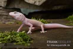 Leopardgecko, Eublepharis Macularius, BLIZZARD