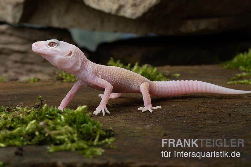Leopardgecko, Eublepharis Macularius, BLIZZARD