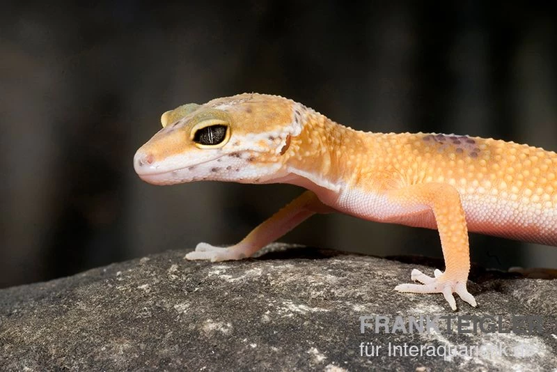 Leopardgecko, Eublepharis Macularius, HIGH YELLOW – Bild 2