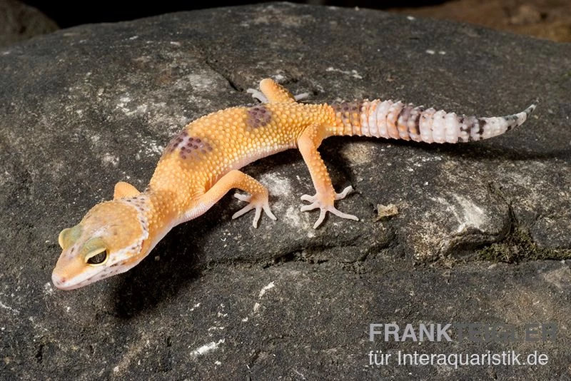 Leopardgecko, Eublepharis Macularius, HIGH YELLOW
