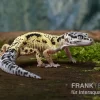 Leopardgecko, Eublepharis Macularius, LEMON FROST MACK SNOW