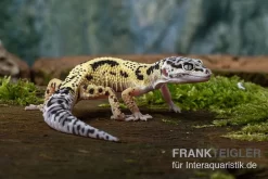 Leopardgecko, Eublepharis Macularius, LEMON FROST MACK SNOW