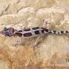 Leopardgecko, Eublepharis Macularius, MACK SNOW