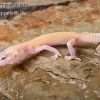 Leopardgecko, Eublepharis Macularius, RAPTOR