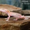 Leopardgecko, Eublepharis Macularius, STRIPE TREMPER ALBINO ECLIPSE
