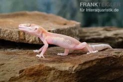 Leopardgecko, Eublepharis Macularius, STRIPE TREMPER ALBINO ECLIPSE