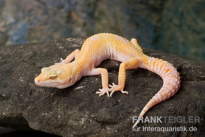 Leopardgecko, Eublepharis Macularius, SUNGLOW