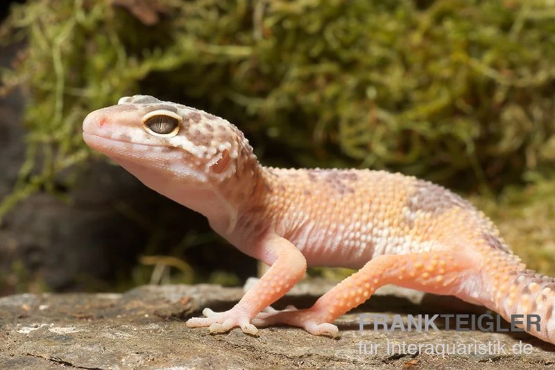 Leopardgecko, Eublepharis Macularius, SUNGLOW – Bild 2