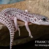 Leopardgecko, Eublepharis Macularius, SUPER MACK SNOW