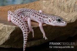 Leopardgecko, Eublepharis Macularius, SUPER MACK SNOW