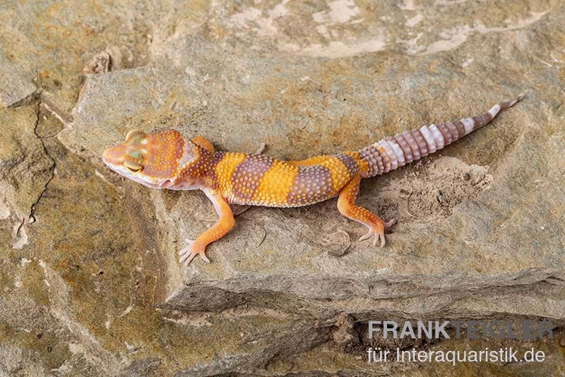 Leopardgecko, Eublepharis Macularius, TANGERINE – Bild 2