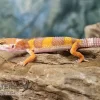 Leopardgecko, Eublepharis Macularius, TANGERINE