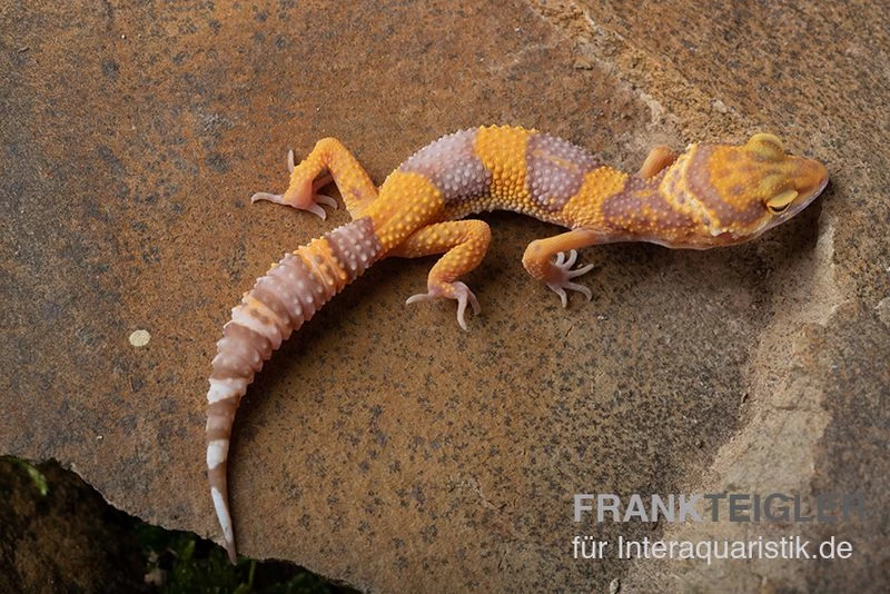 Leopardgecko, Eublepharis Macularius, TANGERINE BELL ALBINO