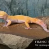 Leopardgecko, Eublepharis Macularius, TANGERINE ECLIPSE