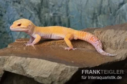 Leopardgecko, Eublepharis Macularius, TANGERINE ECLIPSE